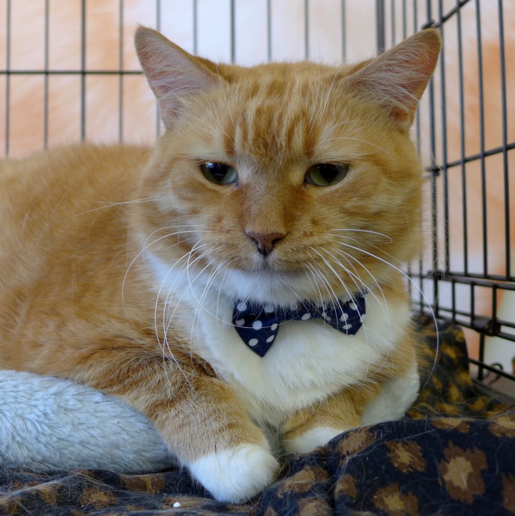 Our dapper orange hunk sporting a dark blue polka dot bow tie!!