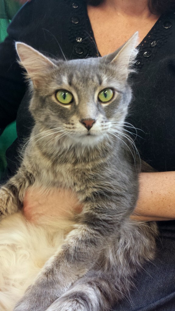 Rosa-lap-warmer