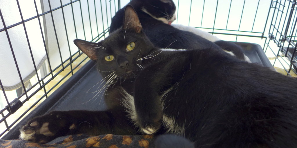 Chief is 10 months old, funny and affectionate.