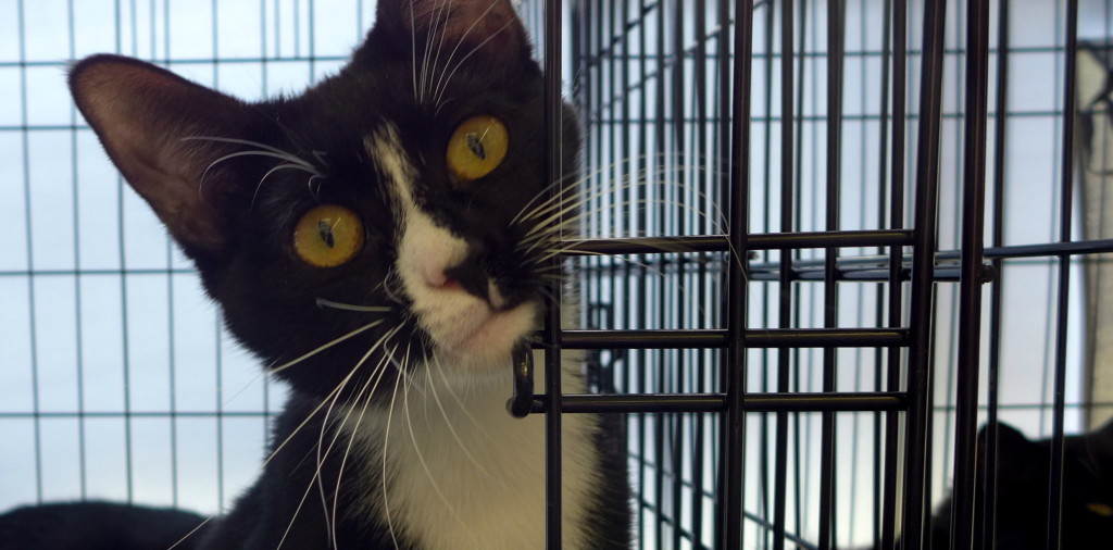 Kitty kisses from 10-month-old tuxedo girl Captain