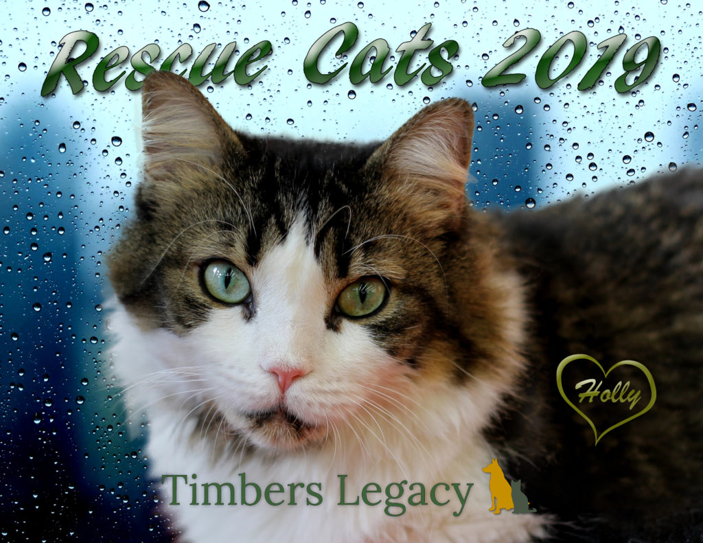 Rescue Cats 2019 Calendar Cover