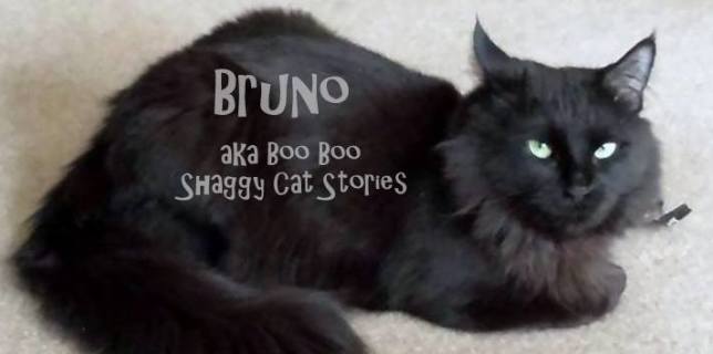 Bruno (aka Boo Boo)